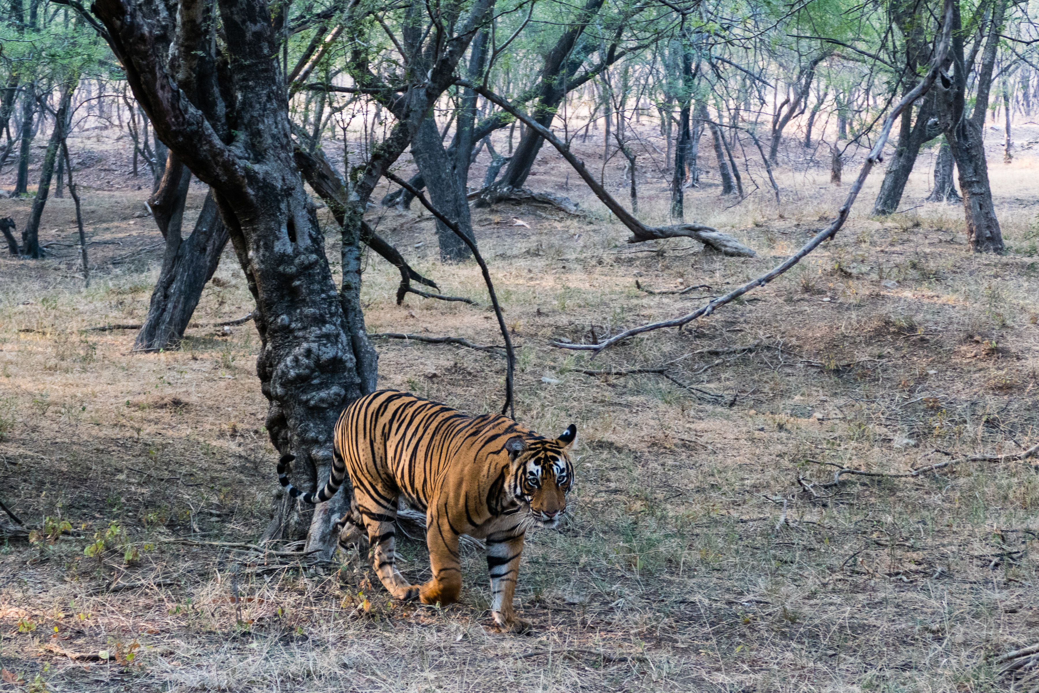 07 Ranthambore 20